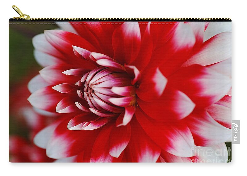 Fire And Ice Zip Pouch featuring the photograph Dahlia Rich Red and White by Joy Watson