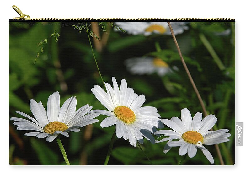 Flowers Zip Pouch featuring the photograph Daisies in the Morning Sun by Flinn Hackett