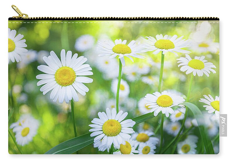 Daisy Zip Pouch featuring the photograph Daisies Spring Blooming Flowers. by Jordan Hill