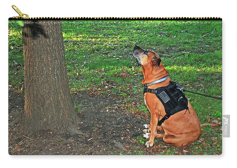 Dog Zip Pouch featuring the photograph Daisy and the squirrel by Bill Jonscher