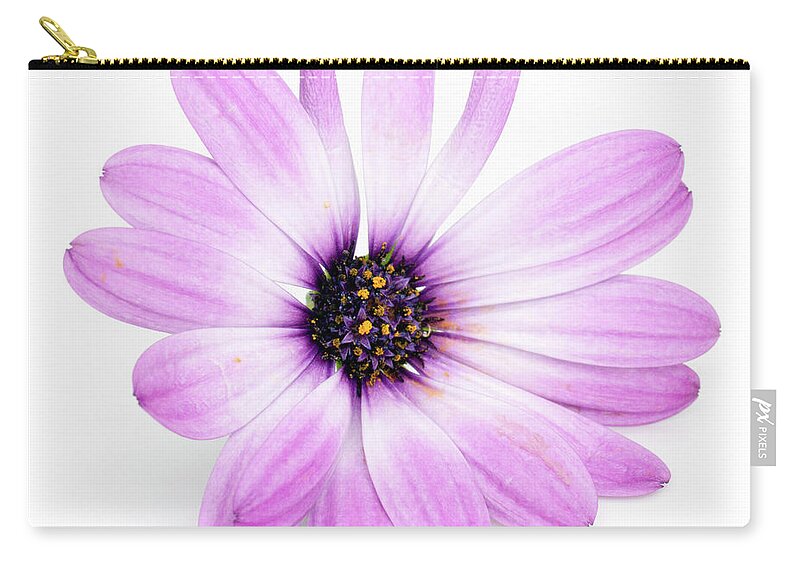 Flower Carry-all Pouch featuring the photograph Daisybush Osteospermum barberiae flowerhead by Viktor Wallon-Hars