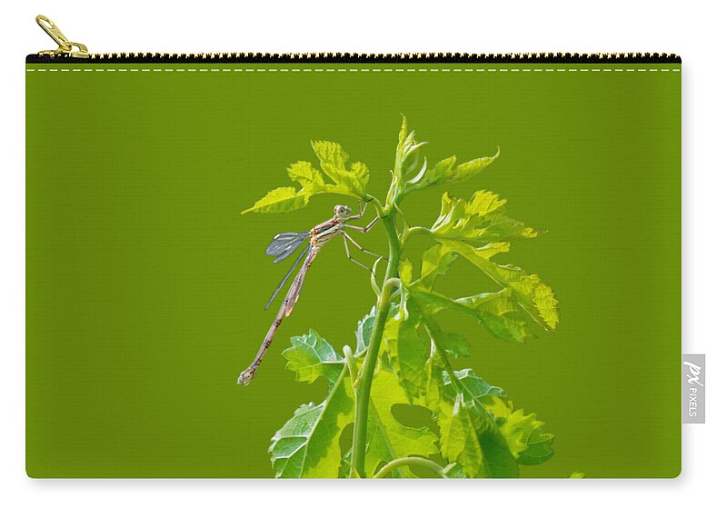 Insects Zip Pouch featuring the photograph Damselfly - Transparent by Nikolyn McDonald