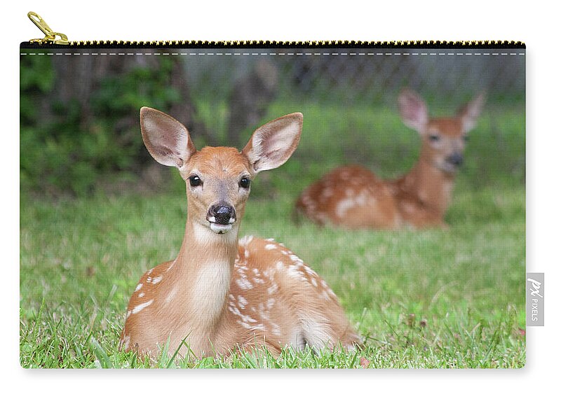 Fawns Zip Pouch featuring the photograph Deer Babies by Terri Harper