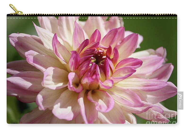 Dahlia Zip Pouch featuring the photograph Delicat Pink and White Dahlia by Carol Groenen