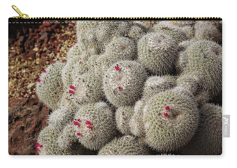 Cactus Zip Pouch featuring the photograph Desert Little Red Cactus by m by Mike-Hope by Michael Hope