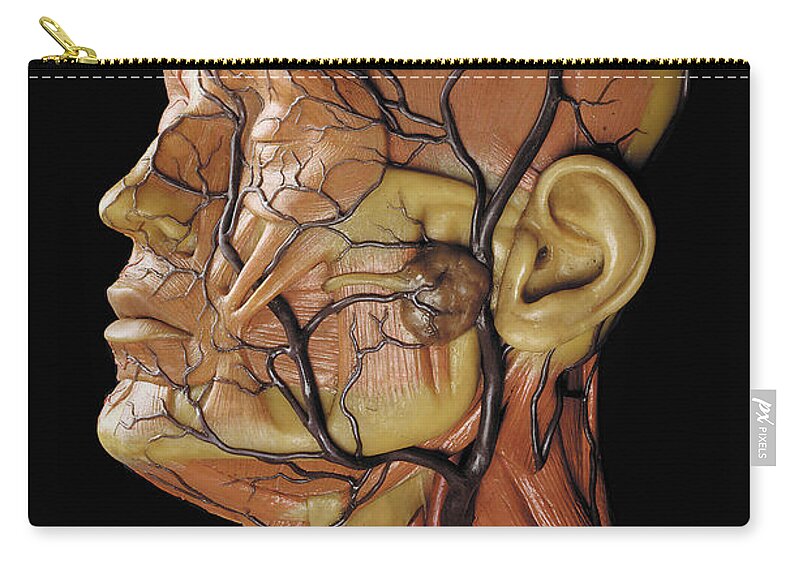 Detail of a male anatomical ecorche model, displaying muscles, arteries and  veins Zip Pouch by Gustav Zeiller - Pixels