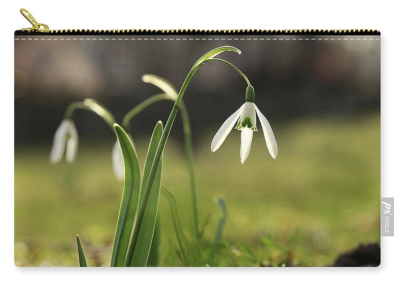 Misty Zip Pouch featuring the photograph Detail on Galanthus in morning times after long winter days. First spring flower on the garden. Galanthus nivalis grow up with amazing white bloom. Wonderful show. Concept of spring flowers by Vaclav Sonnek