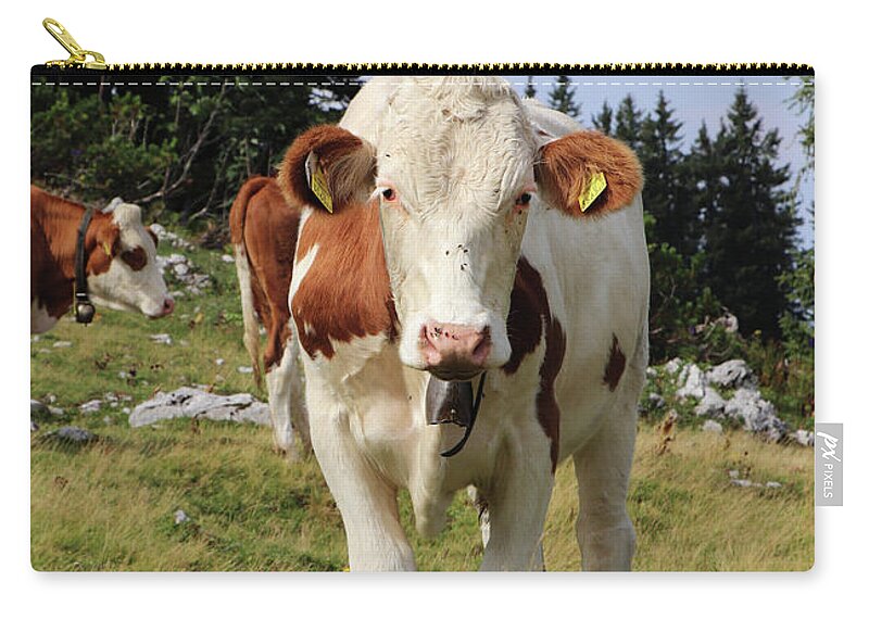 Hochkar Zip Pouch featuring the photograph Detail on Pinzgauer cattle cow on meadows in the Austrian Alps. beautiful brown and white organizes the freshest grass without harmful substances. Hochkar mountain, Austria by Vaclav Sonnek