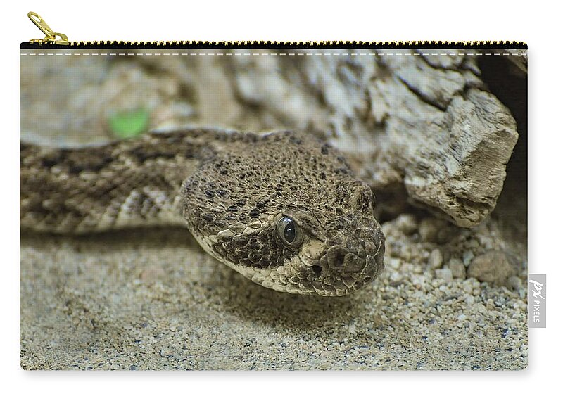 Rattlesnake Zip Pouch featuring the photograph Diamondback Rattlesnake by Rebecca Herranen