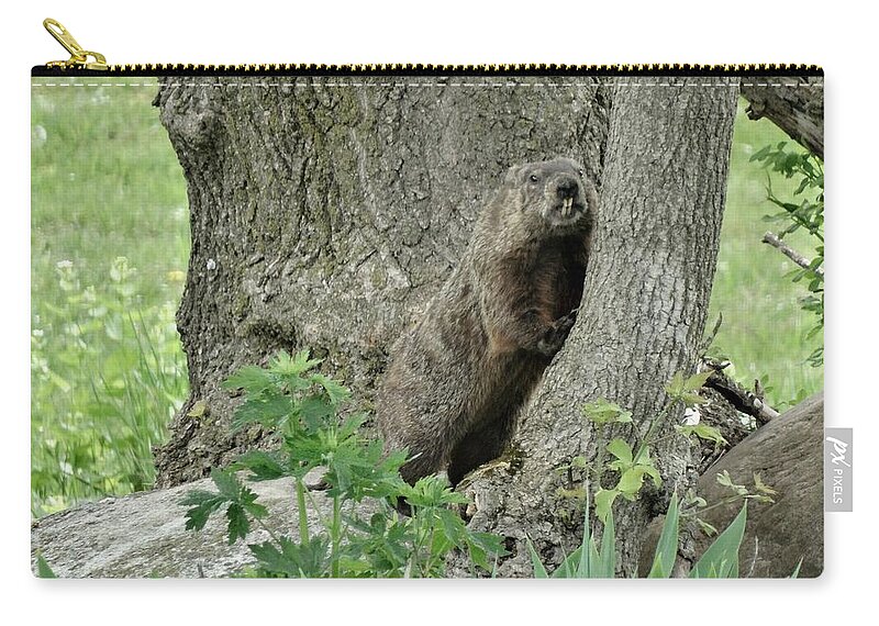 Groundhog Zip Pouch featuring the photograph Did You Think I Was Part Of This Tree? by Susan Sam