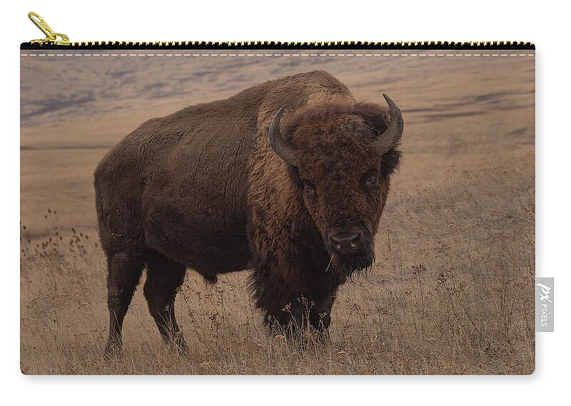 Bison Roam Through The Big Sky Country Of Montana Zip Pouch featuring the photograph Do you have any veggies? by Carolyn Hall
