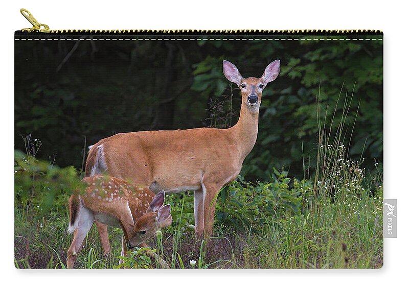 Deer Zip Pouch featuring the photograph Doe and Fawn by Linda Shannon Morgan