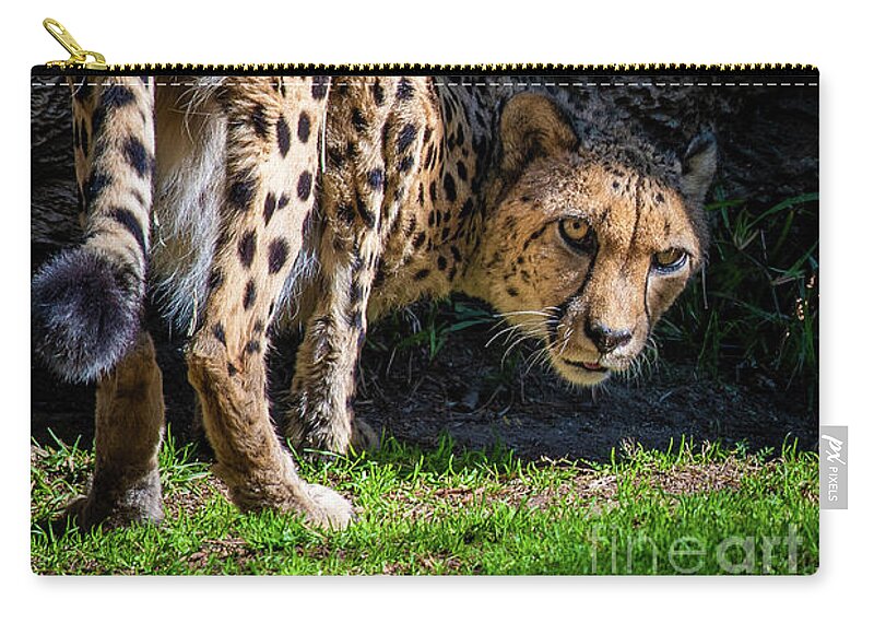 Animals Zip Pouch featuring the photograph Down-low Cheetah by David Levin