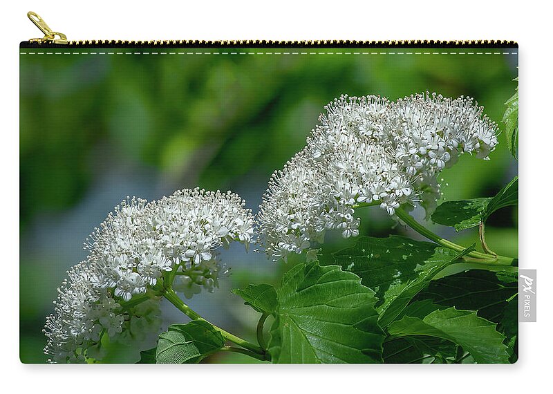 Moschatel Or Viburnum Family Zip Pouch featuring the photograph Downy Arrowwood DFL1162 by Gerry Gantt
