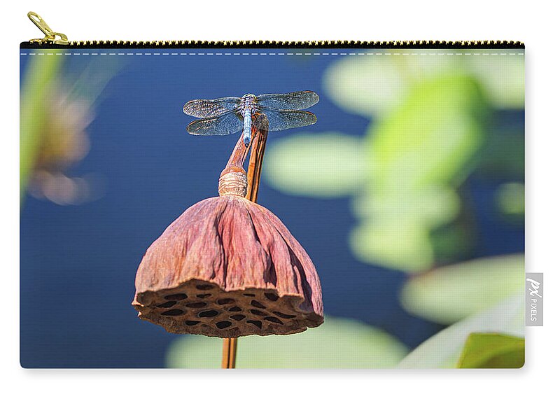 Blue Dasher Zip Pouch featuring the photograph Dragonfly on Dried Sacred Lotus by Marianne Campolongo