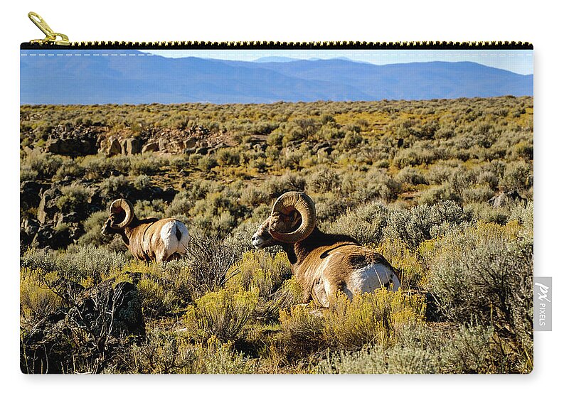 Bighorn Sheep Carry-all Pouch featuring the photograph Wild Bighorn Sheep - New Mexico by Earth And Spirit
