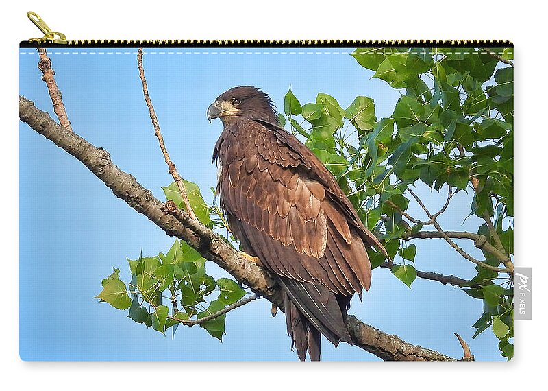  Carry-all Pouch featuring the photograph Eagle Fledgling by Jack Wilson