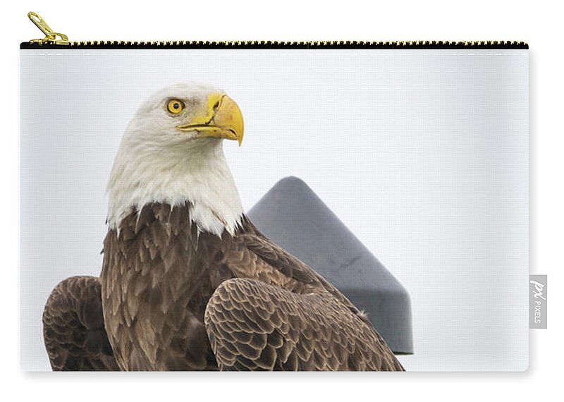 Eagle Zip Pouch featuring the photograph Eagle Perched on Sign by Tom Claud