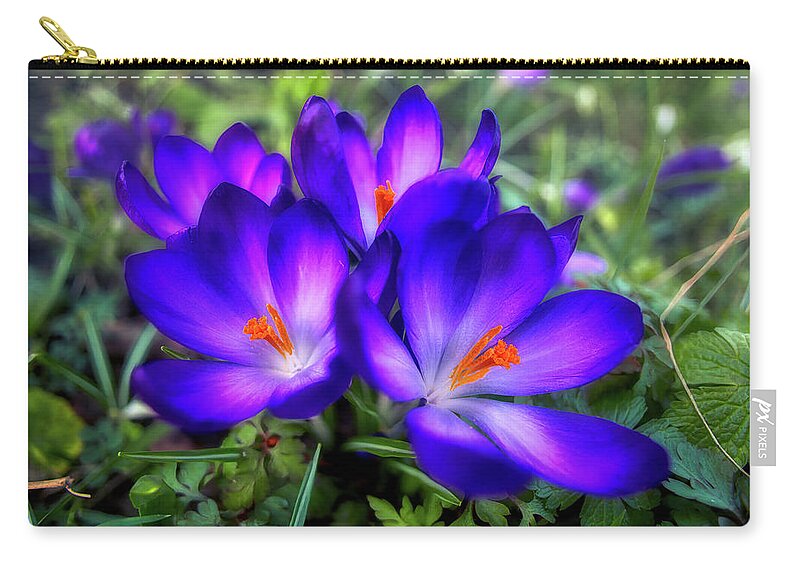Flower Zip Pouch featuring the photograph Early Crocus by Micah Offman