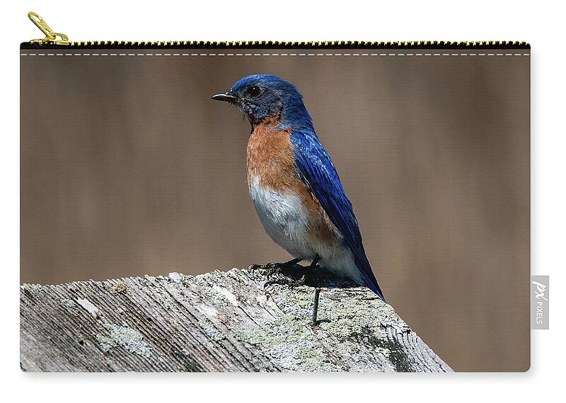 Bird Zip Pouch featuring the photograph Eastern Bluebird by Cathy Kovarik