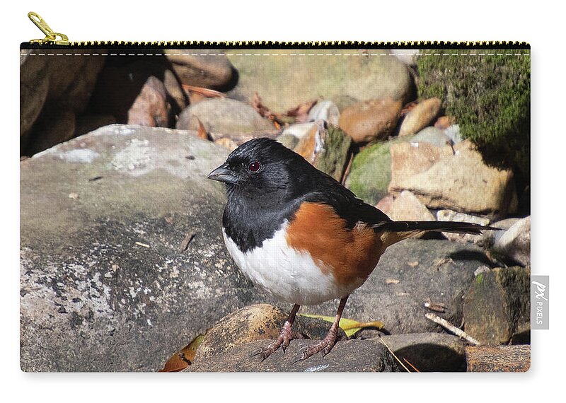 Eastern Towhee Zip Pouch featuring the photograph Eastern Towhee Portrait by Cascade Colors
