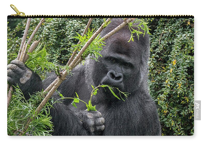 Western Lowland Gorilla Zip Pouch featuring the photograph Eating Silverback Gorilla by Arterra Picture Library