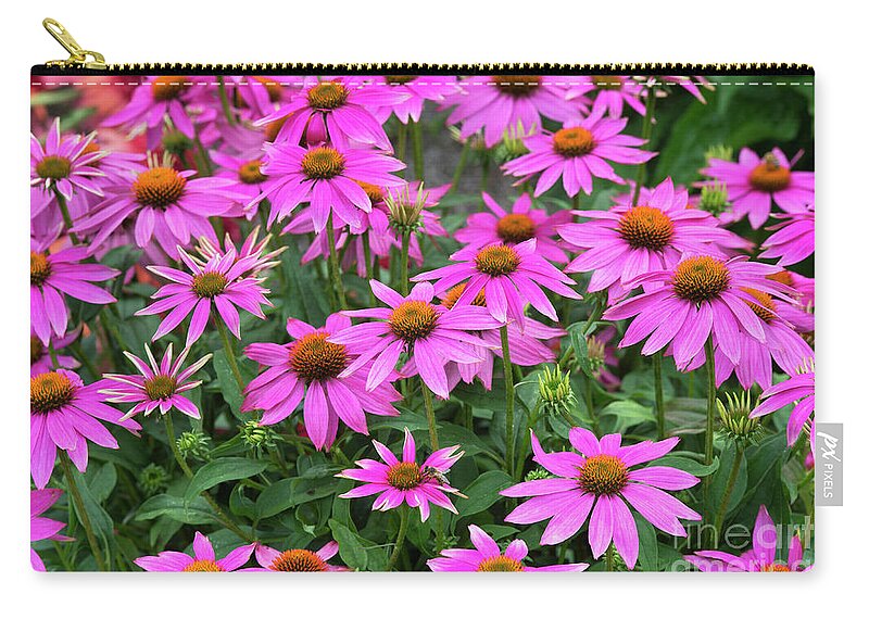 Echinacea Zip Pouch featuring the photograph Echinacea Purpurea PowWow Wild Berry Flowers by Tim Gainey