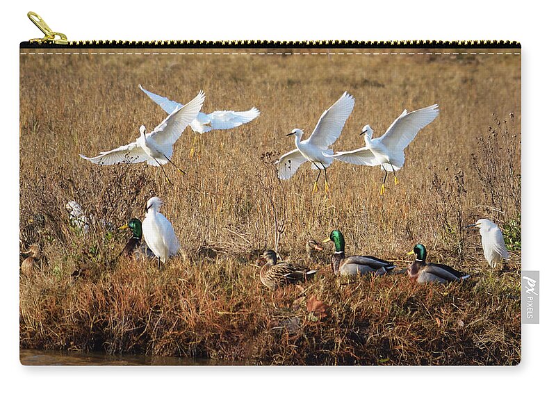 Wildlife Zip Pouch featuring the photograph Egrets and Mallards by Brian Tada