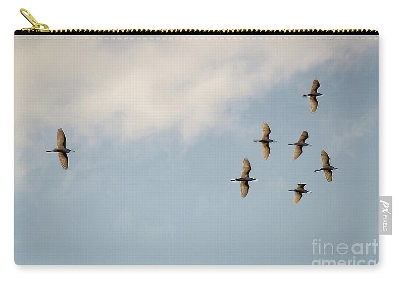 Egrets Zip Pouch featuring the photograph Egrets overhead. by Alyssa Tumale