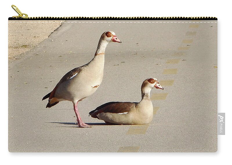 Bird Zip Pouch featuring the photograph Egyptian Geese Path by Andrew Lawrence