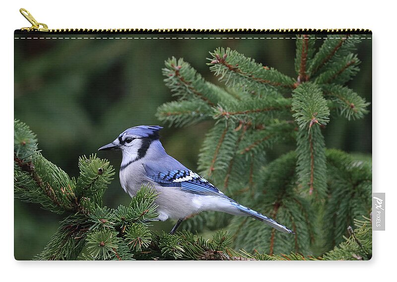Blue Jay Zip Pouch featuring the photograph Elegant Jay by Debbie Oppermann