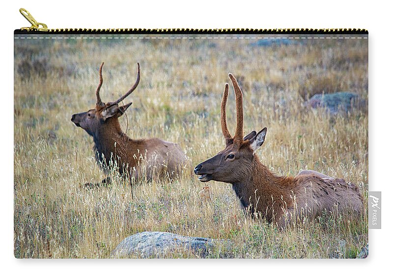 Elk Zip Pouch featuring the photograph Elk Rocky Mountains by Kyle Hanson