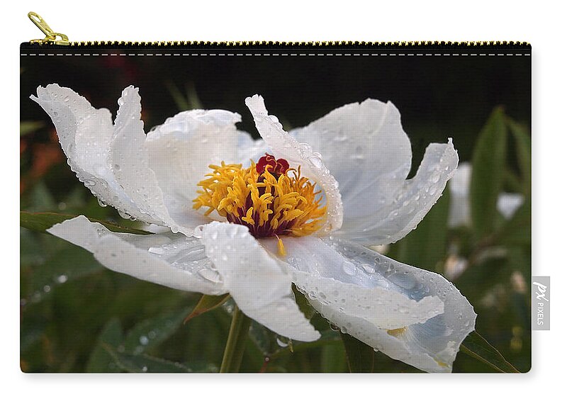 White Tree Peony Zip Pouch featuring the photograph Embracing The Rain - White Tree Peony by Gill Billington