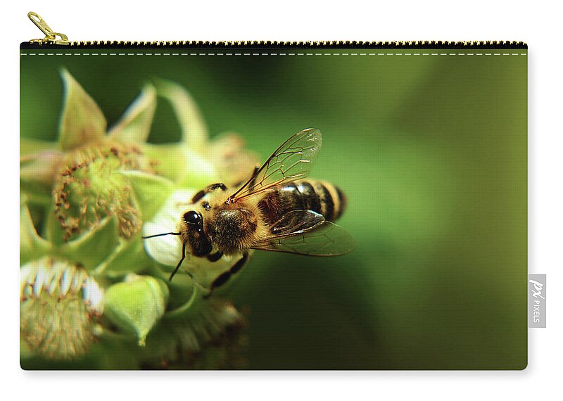 Western Honey Bee Zip Pouch featuring the photograph European honey bee, Apis mellifera, pollinating bloom of raspberry in springtime. Also we can see a limpid wings by Vaclav Sonnek