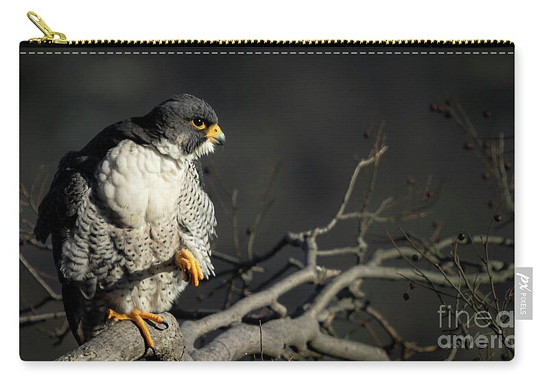 Falcon Zip Pouch featuring the photograph Eye of Steel by Alyssa Tumale