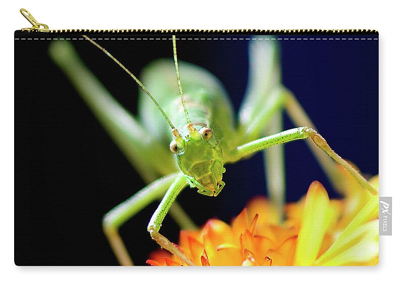 Face To Face Carry-all Pouch featuring the photograph Face To Face, Pop-eyed Beauty, by Tatiana Bogracheva