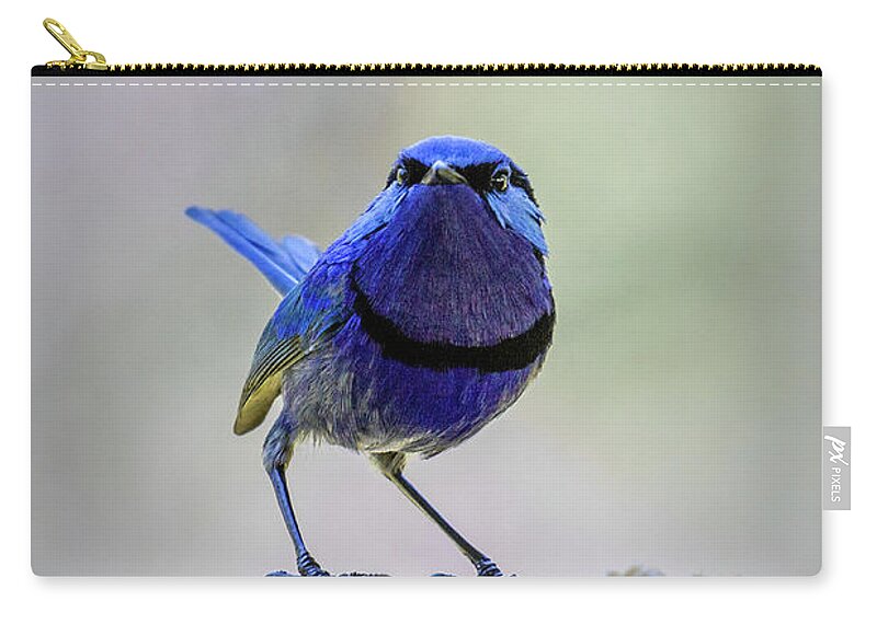 Bird Zip Pouch featuring the photograph Fairy Wren with Attitude by Elaine Teague