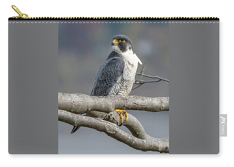 Autumn Zip Pouch featuring the photograph Falcon in Autumn by Kevin Suttlehan