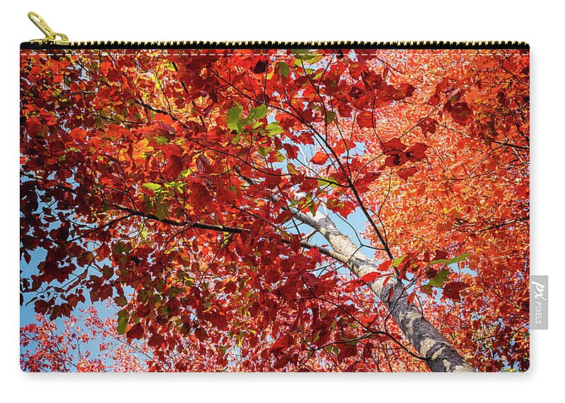 White Birch Carry-all Pouch featuring the photograph Fall Colors in Acadia by GeeLeesa Productions