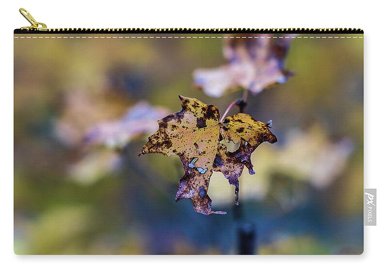 Autumn Zip Pouch featuring the photograph Fall Foliage - Maple Leaf by Amelia Pearn