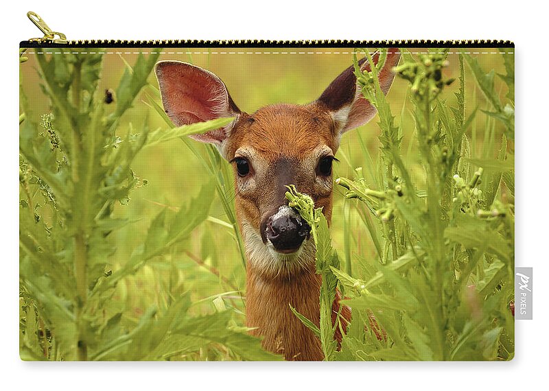 Wildlife Zip Pouch featuring the photograph Fawn by David Lee