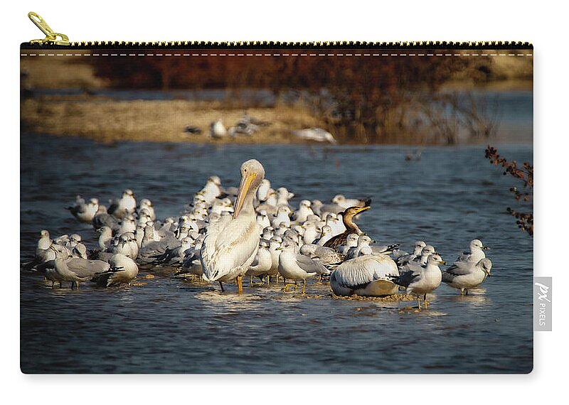 Pelican Zip Pouch featuring the photograph Feathered Friends by Pam Rendall