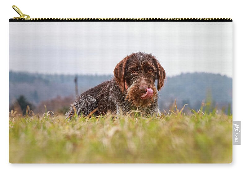 Bohemian Wire Zip Pouch featuring the photograph Female dog is laughing his head off. Bohemian wire dog is scratching her muzzle. Itchiness is evil. by Vaclav Sonnek