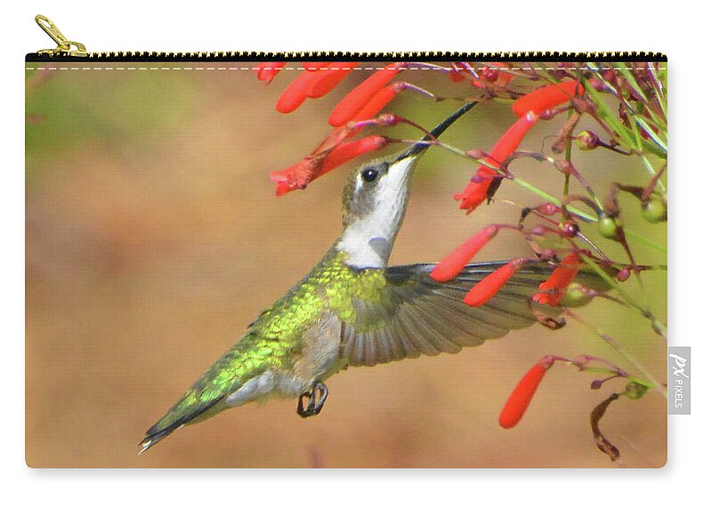 Humming Bird Zip Pouch featuring the photograph Female Ruby-throated Hummingbird #1 by Jerry Griffin