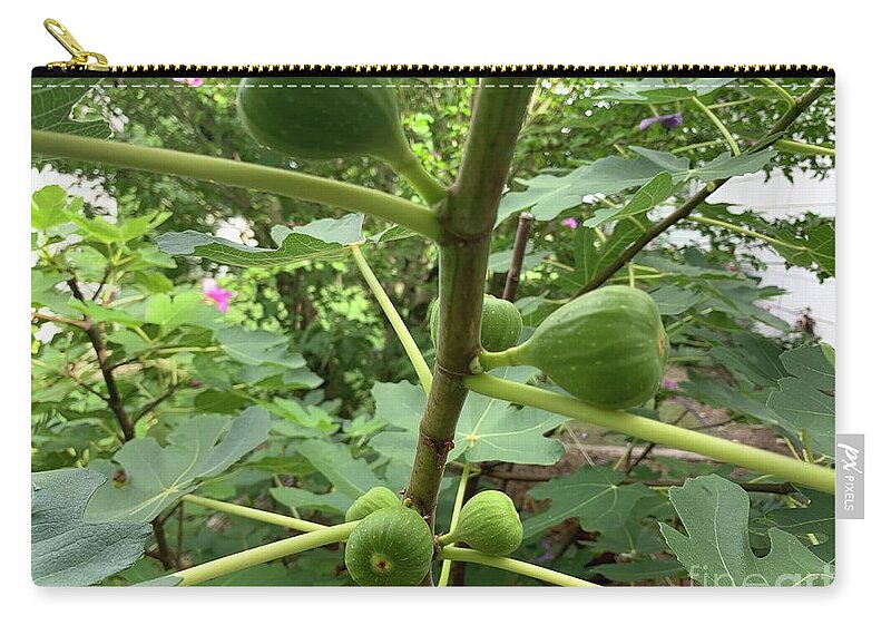 Figs Zip Pouch featuring the photograph Figs by Catherine Wilson
