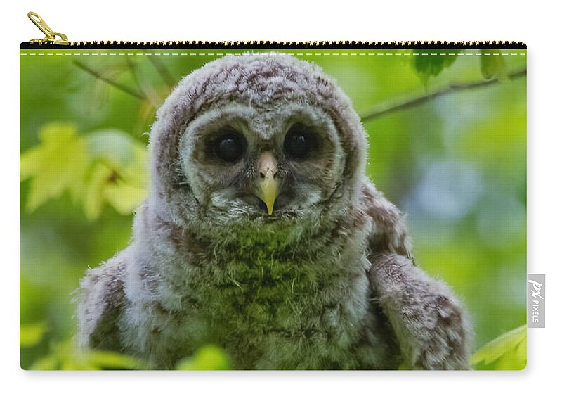 Owlet Zip Pouch featuring the photograph First Day in the Tree by Judy Cuddehe