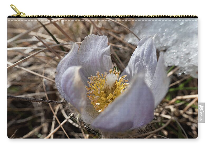 Crocus Carry-all Pouch featuring the photograph First Spring Crocus And Snow by Karen Rispin