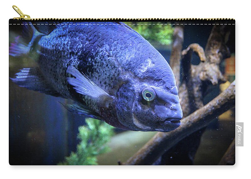 Fish Zip Pouch featuring the photograph Fish at Newport Aquarium by Jeremy Lankford