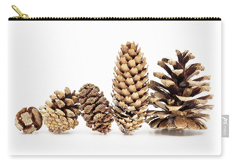 Cone Carry-all Pouch featuring the photograph Family - Five different pine cones standing in row by Viktor Wallon-Hars