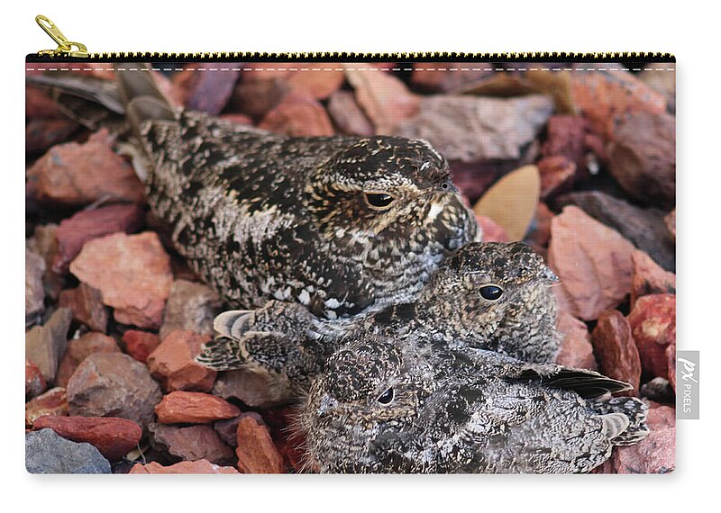 Camouflage Zip Pouch featuring the photograph Fledglings and Mother Nighthawks by D Hackett